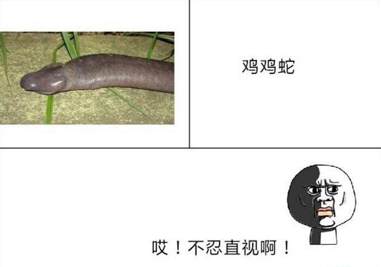 伊氏真蚓又叫鸡鸡蛇 逆天长相让人脸红