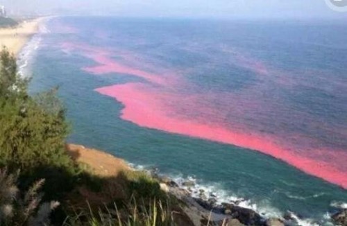 海洋赤潮之谜 大海被漂染成五颜六色/微生物导致随机变色