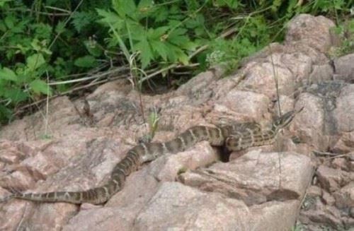 长白山毒王白眉蝮蛇 咬一口排毒200毫克能杀人也能治病