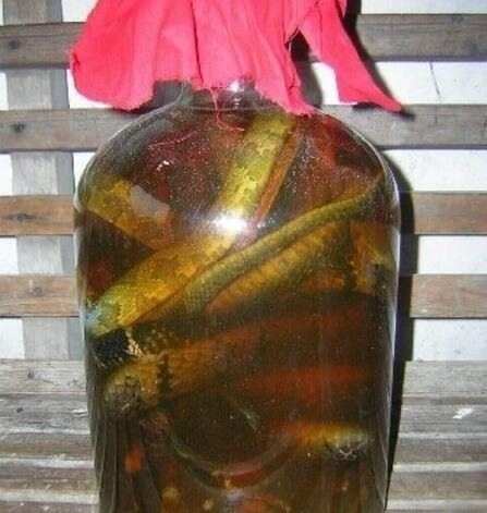 中国致命毒蛇金环蛇 身怀剧毒却能吃能泡酒