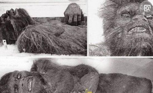 喜马拉雅山雪人之谜 全身灰黄色的毛半人半猿生物