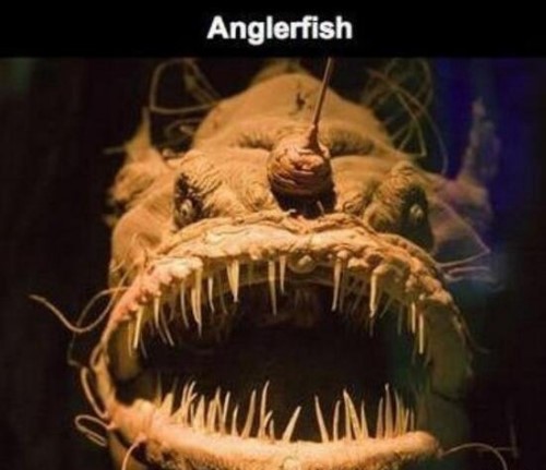 盘点十大深海未知巨型恐怖生物 海底神秘未知生物终曝光