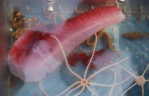 蛟龙号海底遇到了什么?蛟龙号竟然在深海拍到怪兽
