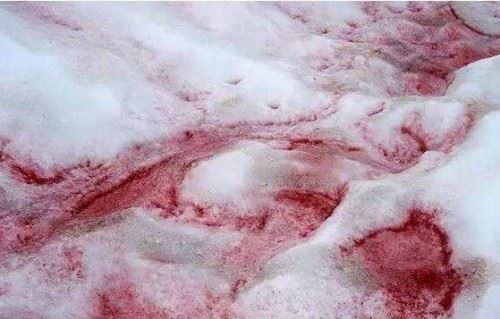 西瓜雪是怎么回事？西瓜雪可以吃吗可以