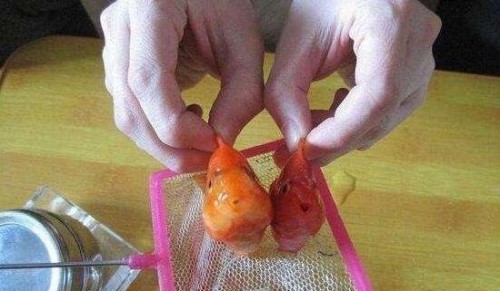 天涯曝光虐鱼女图片 女子直播烧烤金鱼给男友吃残忍