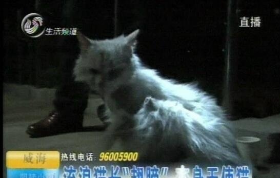 世界上真的有天使猫吗?天使猫背部长翅膀引围观变异