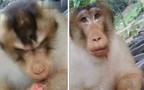 四川变态虐猴男事件 男子活剥猴皮群众竟围观叫好