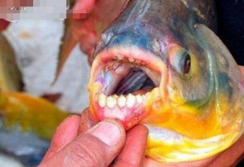为什么人齿鱼咬裆部?因为水中缺少肉食饿极了才咬睾丸