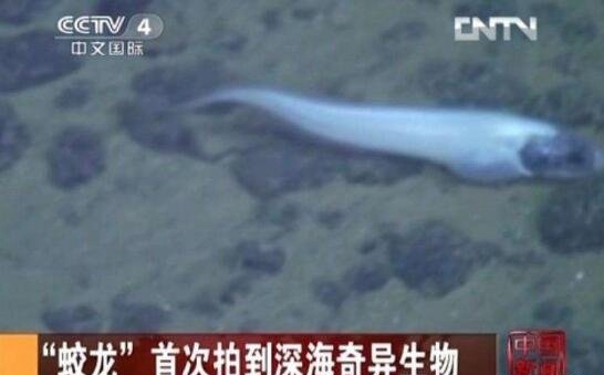蛟龙号海底遇到了什么?蛟龙号竟然在深海拍到怪兽