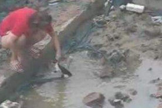 北京男女水坑虐猫事件 多次举起猫往水坑里摔残忍至极