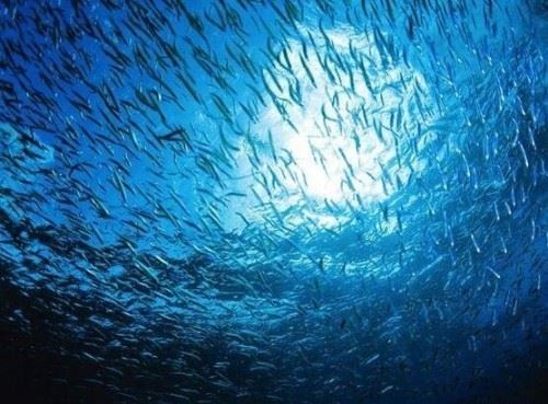 海底一万米的压力有多大？海底一万米的怪物图曝光真恐怖