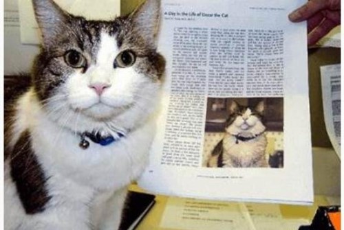 死神猫咪奥斯卡的精准预言 能提前预知人的死亡照片