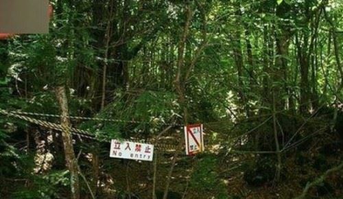 日本自杀森林之谜 上千人慕名前往自杀遍地尸骨/邪门至极