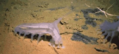海猪是什么?海猪能吃吗?最真实的海猪图片曝光
