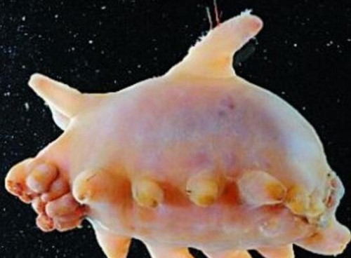 海猪是什么?海猪能吃吗?最真实的海猪图片曝光