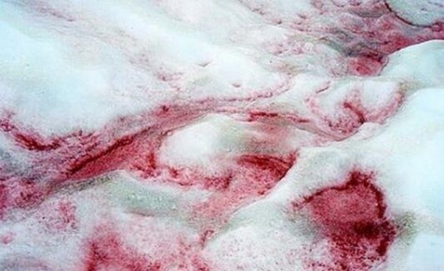 世界上罕见的粉红色西瓜雪 带有新鲜西瓜味还可以吃