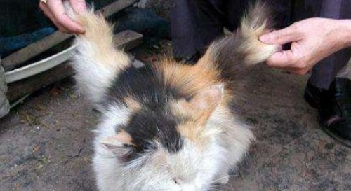 世界上真的有天使猫吗?天使猫背部长翅膀引围观变异