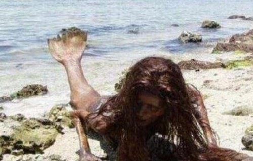 美人鱼传奇之谜 美人鱼化石证实美人鱼真实存在