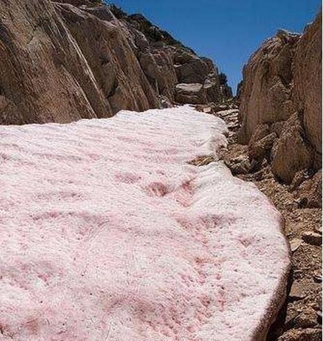 世界上罕见的粉红色西瓜雪 带有新鲜西瓜味还可以吃