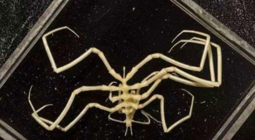 盘点十大深海未知巨型恐怖生物 海底神秘未知生物终曝光