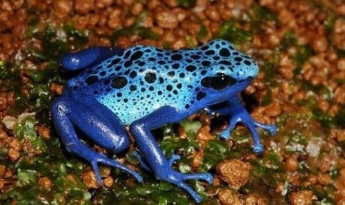 钴蓝箭毒蛙 吃多毒就有多毒一克蛙毒可毒死1.5万人