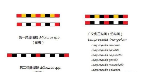 宠物牛奶蛇酷似剧毒珊瑚蛇 无毒有益不喝牛奶