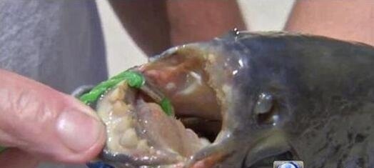 专咬男人蛋蛋的人齿鱼 牙齿酷似人类男人被咬就废了