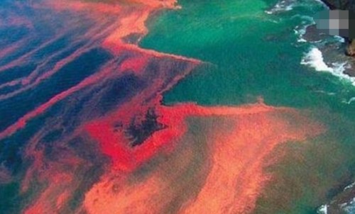 海洋赤潮之谜 大海被漂染成五颜六色/微生物导致随机变色