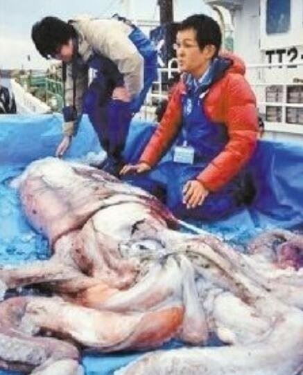 地震乌贼为什么很恐怖 体型巨大面目狰狞让人十分畏惧