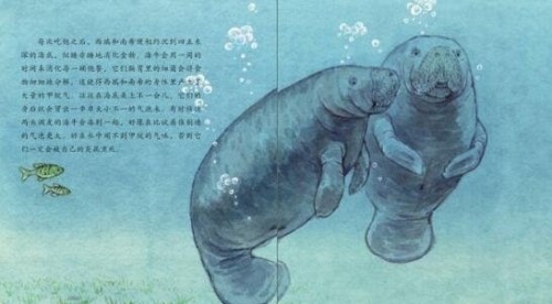 世界上有美人鱼吗？美人鱼是怎么来的美人鱼就是儒艮