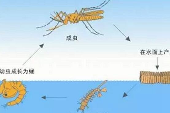 蚊子的寿命有多长 最多可以活四个月3到7天是假的