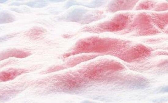 揭秘喜马拉雅山红雪之谜 遍地血红色的雪雪衣藻所致