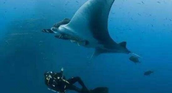 海底一万米的压力有多大？海底一万米的怪物图曝光真恐怖