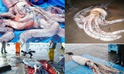 地震乌贼为什么很恐怖 体型巨大面目狰狞让人十分畏惧