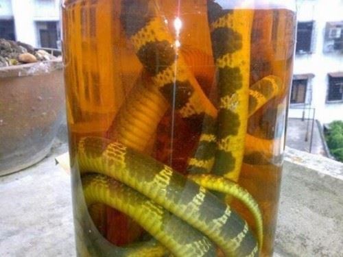 中国致命毒蛇金环蛇 身怀剧毒却能吃能泡酒