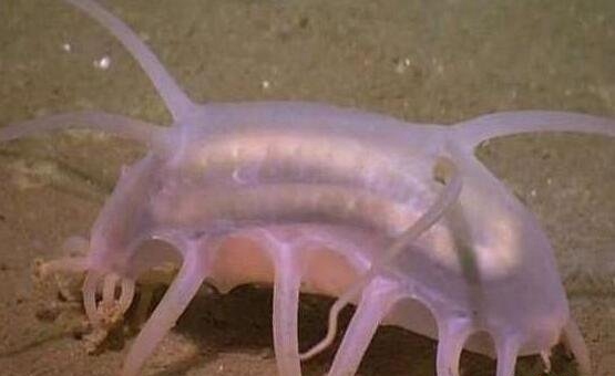 海猪是什么?海猪能吃吗?最真实的海猪图片曝光