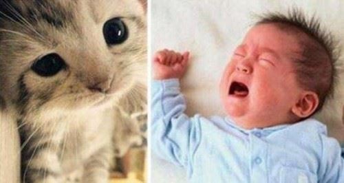猫叫综合症的临床表现是什么?猫叫综合症能活多久