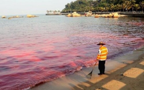 海洋赤潮之谜 大海被漂染成五颜六色/微生物导致随机变色