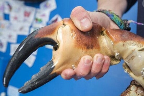 揭秘英国岸边神秘的巨型螃蟹 照片为PS网友恶搞