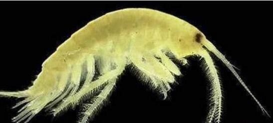 海底一万米有哪些生物？海底一万米恐怖生物图片曝光