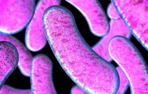 澳大利亚东方虎蛇 遇人就咬顷刻毙命十大毒蛇排名第四