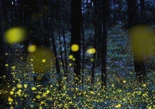 科学揭秘生物发光之谜 萤火虫为求偶而发光化学反应