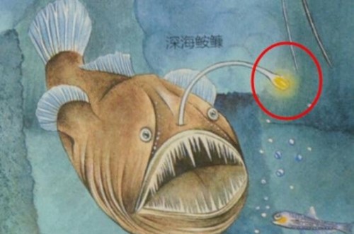 科学揭秘生物发光之谜 萤火虫为求偶而发光化学反应