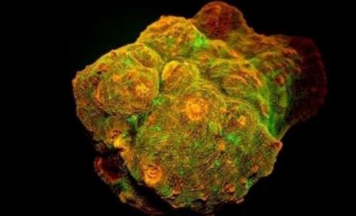 科学揭秘生物发光之谜 萤火虫为求偶而发光化学反应