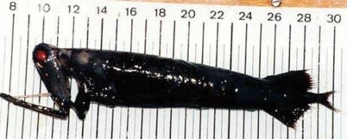 盘点十大深海未知巨型恐怖生物 海底神秘未知生物终曝光