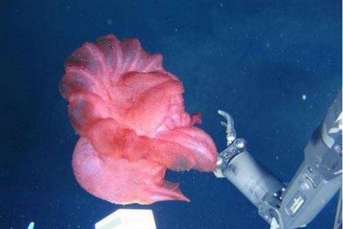 蛟龙号海底遇到了什么?蛟龙号竟然在深海拍到怪兽