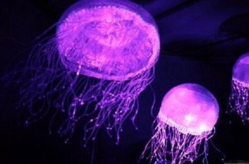 科学揭秘生物发光之谜 萤火虫为求偶而发光化学反应