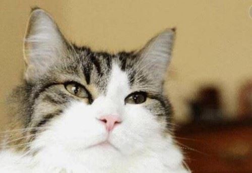 死神猫咪奥斯卡的精准预言 能提前预知人的死亡照片