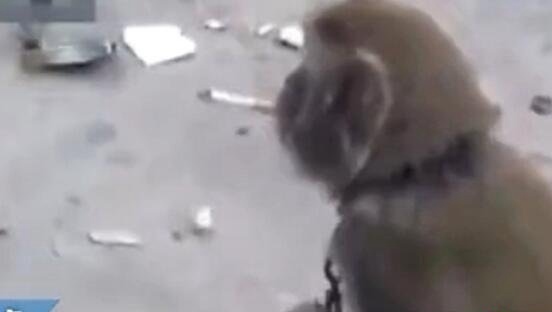 四川变态虐猴男事件 男子活剥猴皮群众竟围观叫好