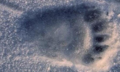喜马拉雅山雪人之谜 全身灰黄色的毛半人半猿生物